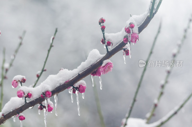 武汉东湖梅园雪中梅花盛开