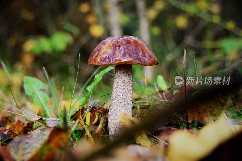 野生菌蘑菇生长环境菌类山菌