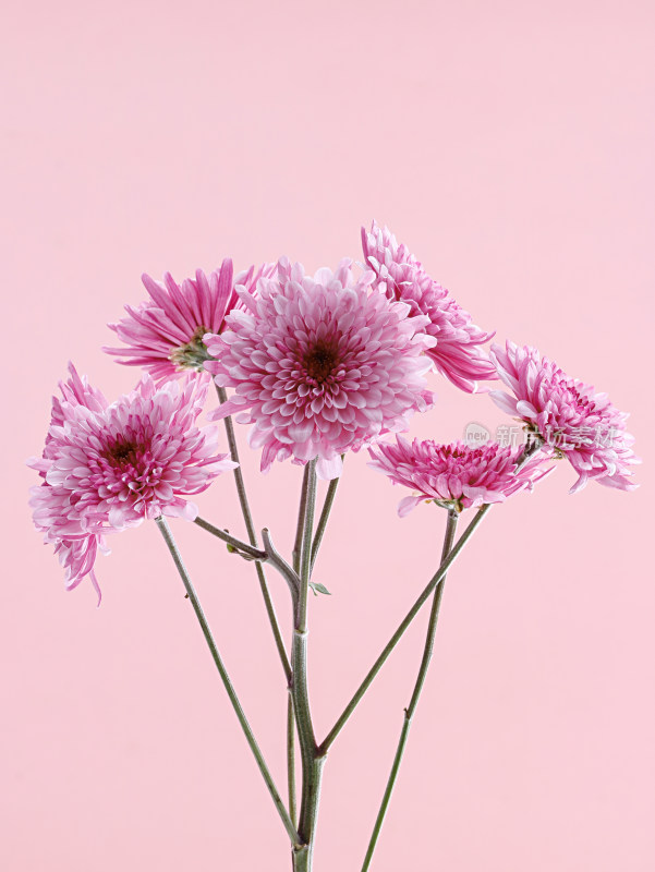 粉色背景上的鲜花粉色小雏菊