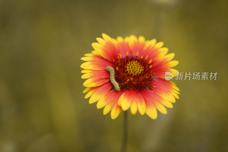 菊花花瓣上的虫子菜青虫