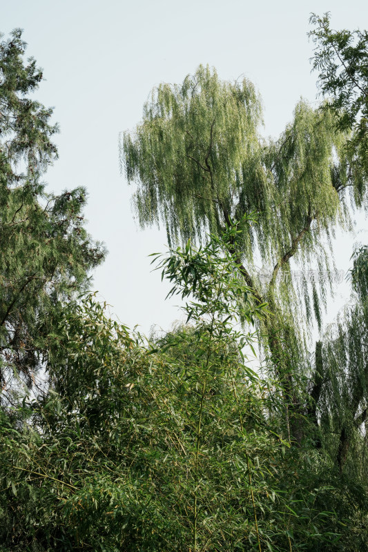 北京圆明园公园树林风景