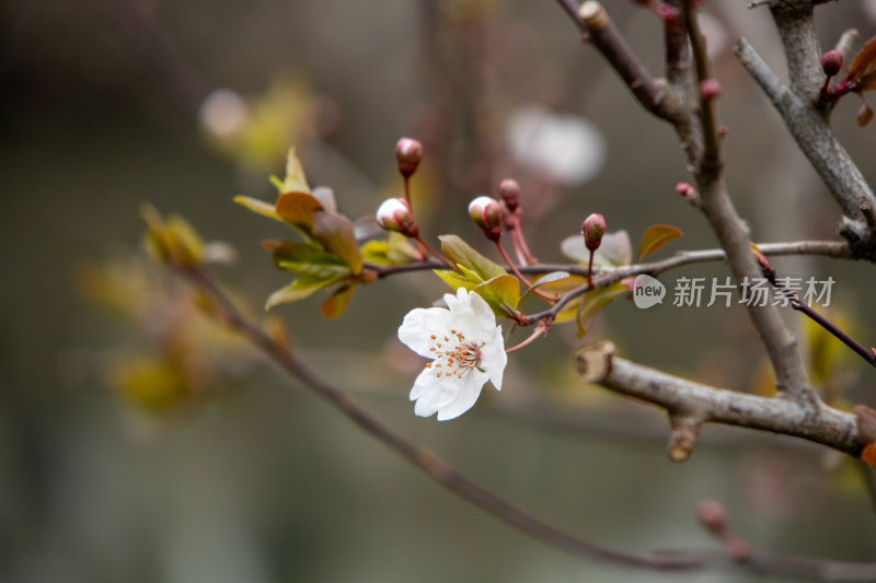 春天枝头盛开的紫叶李鲜花特写