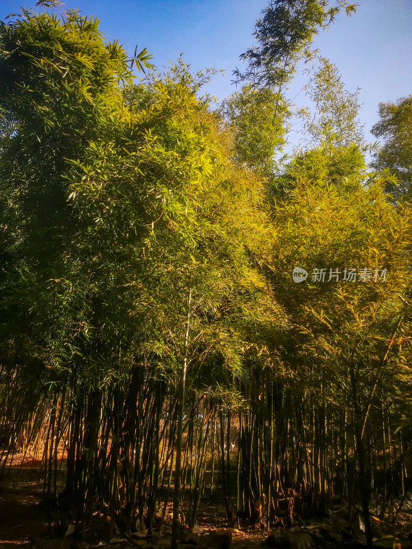 竹林竹叶植物摄影图