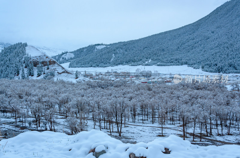 青海海北藏族自治州祁连卓尔山乡村树林雪景