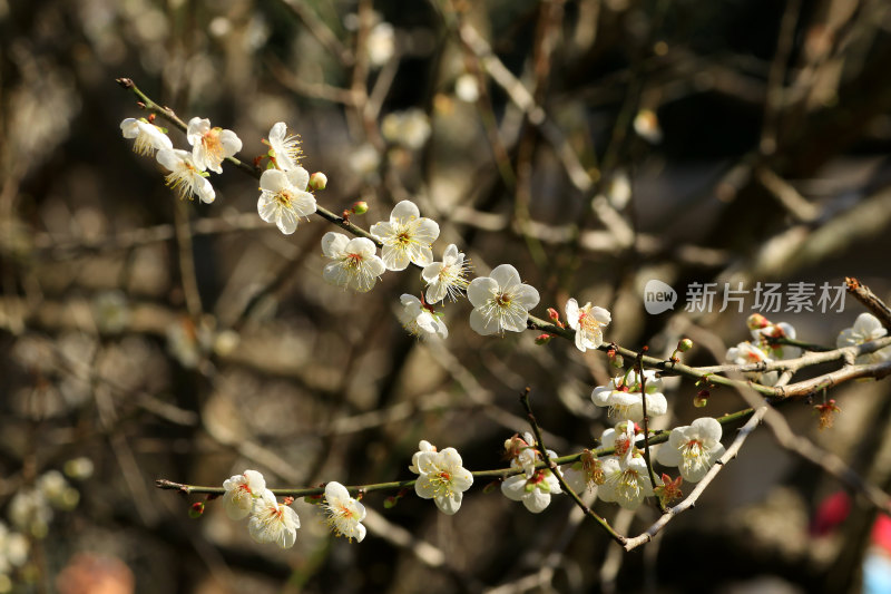 广州白云山的梅花