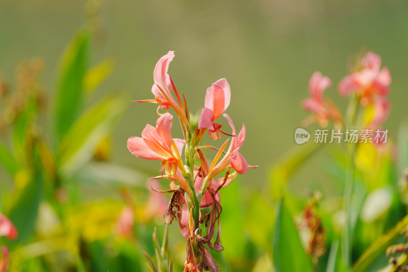 粉橙色美人蕉花朵特写