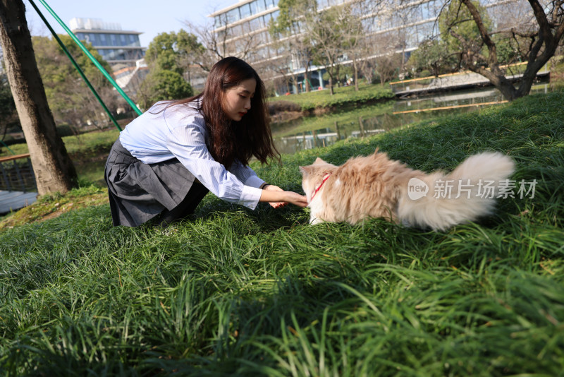 一个美女与宠物英国长毛猫的温馨互动