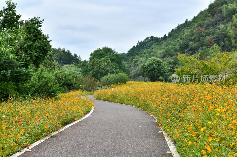 黄色小花小路