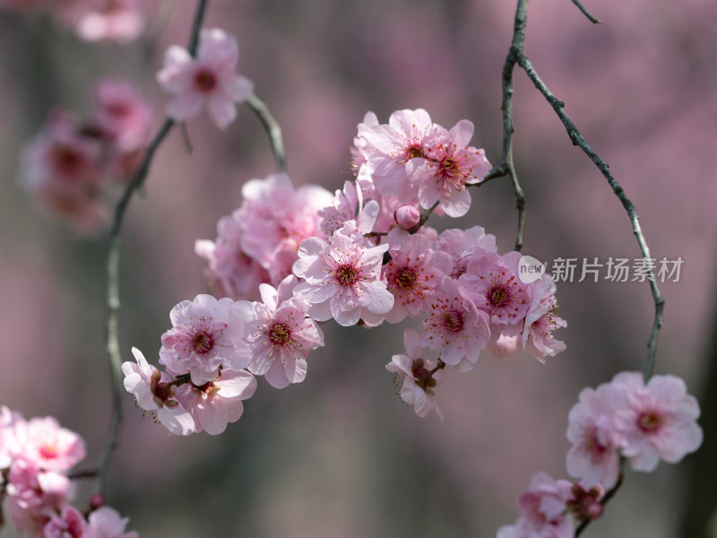 春天粉红色梅花盛开