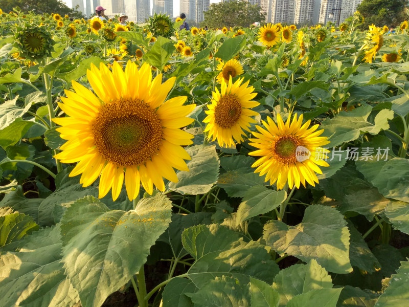 城市中向日葵花田景观