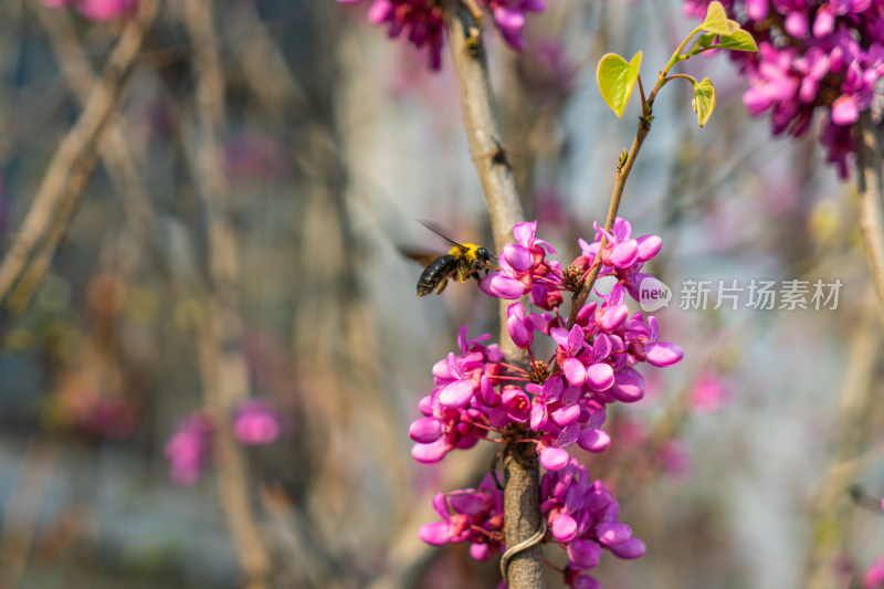 紫荆花上的蜜蜂