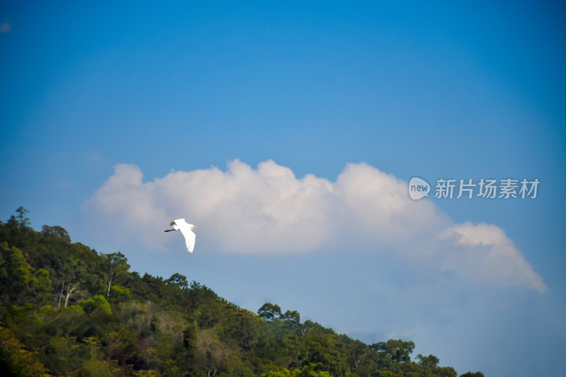 蓝天白云下树与花