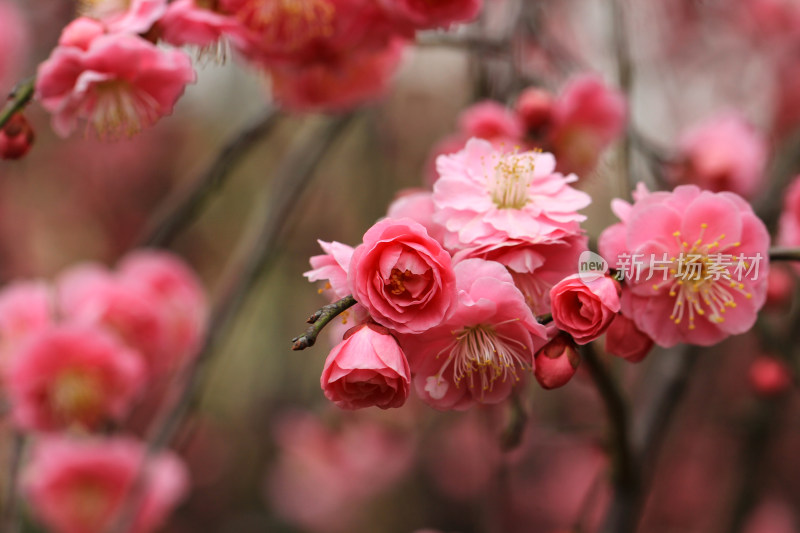 春天梅花盛开