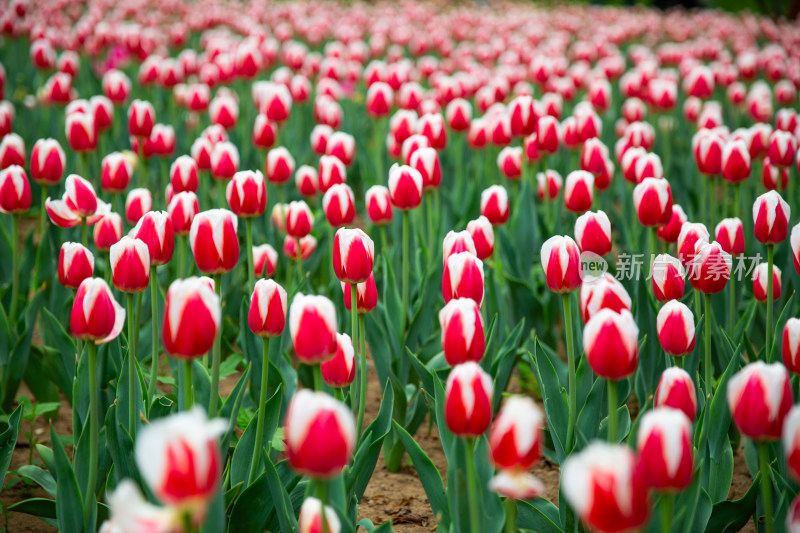 花园里的郁金香花海