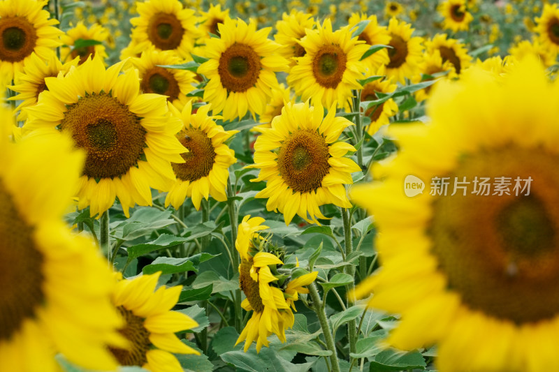 北京温榆河公园向日葵花田