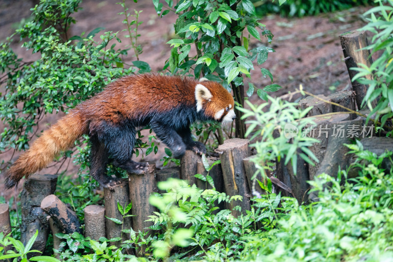 成都大熊猫繁育研究基地的小熊猫