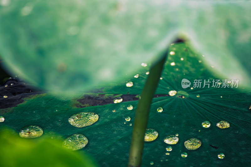 雨后荷叶上的露水珠