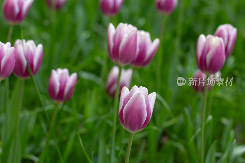 杭州太子湾多彩郁金香花海景观