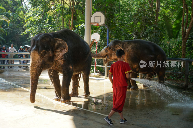 西双版纳曼听公园在洗澡的大象