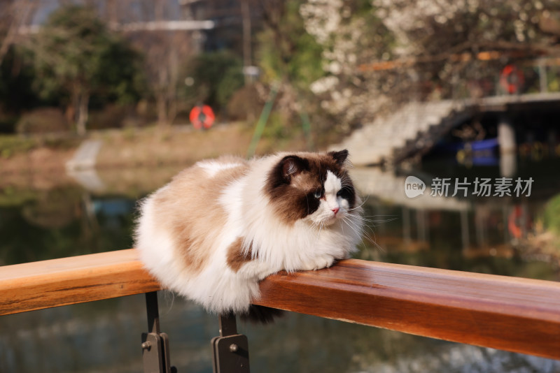 一只趴在栏杆上的布偶猫种猫