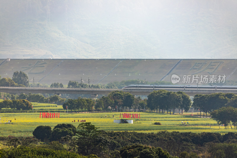 深圳光明区欢乐田园油菜花田