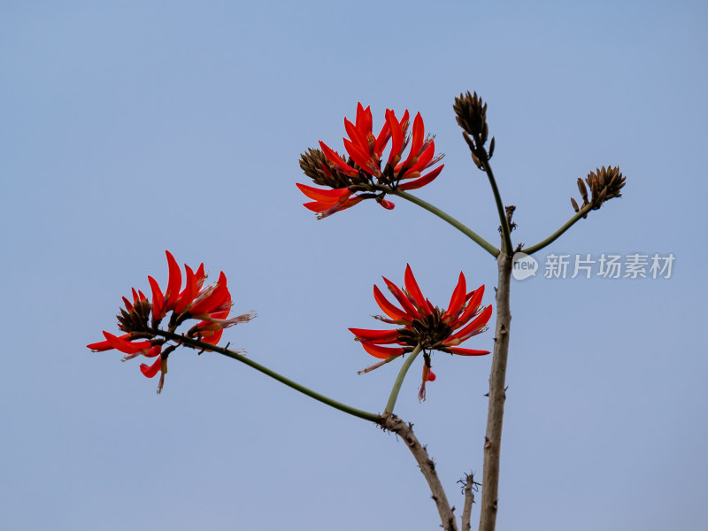 蓝天下，仰望视角的刺桐花