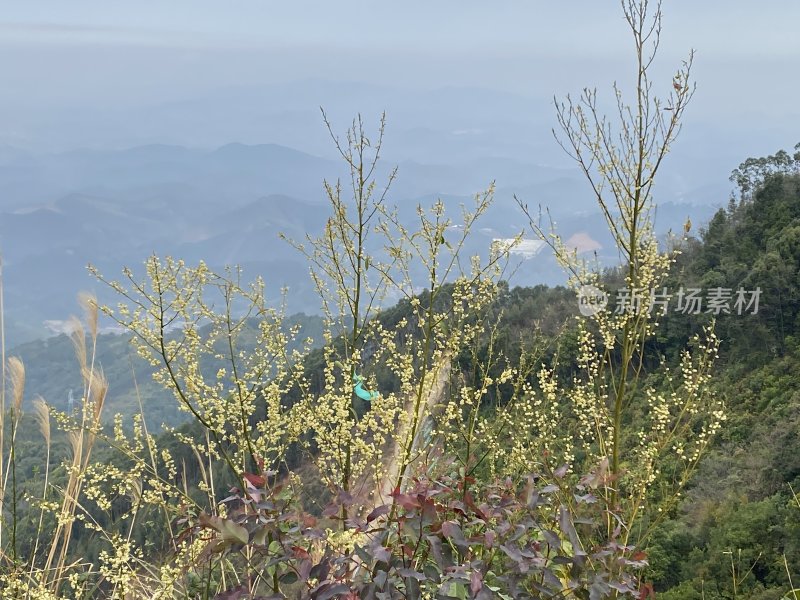 山间植被景象，远景山峦起伏