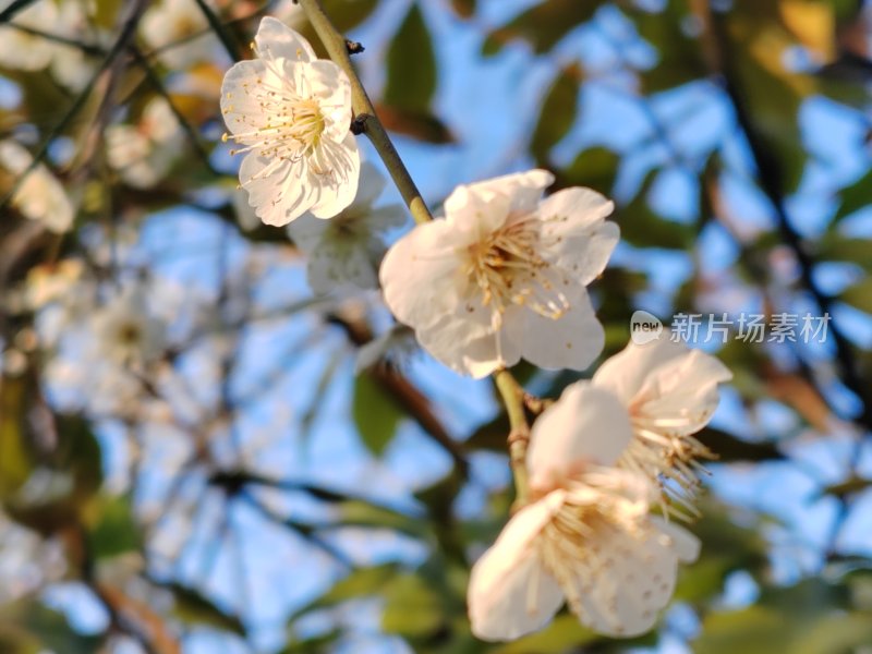 枝头盛开的白色梅花特写