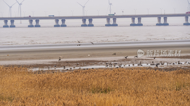 海上大桥下有飞鸟的滩涂风景