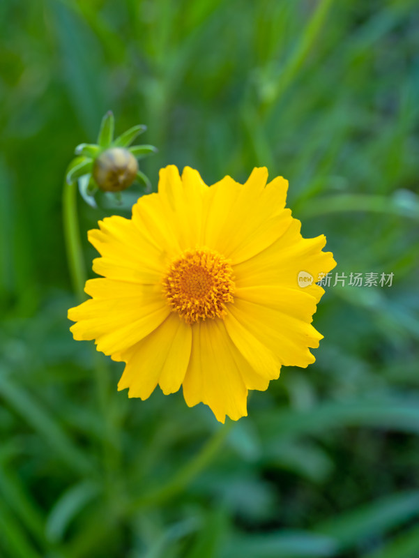 春天的金鸡菊开花特写