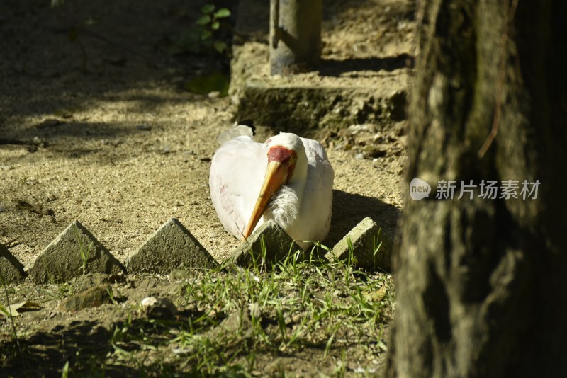 动物园的鸟类