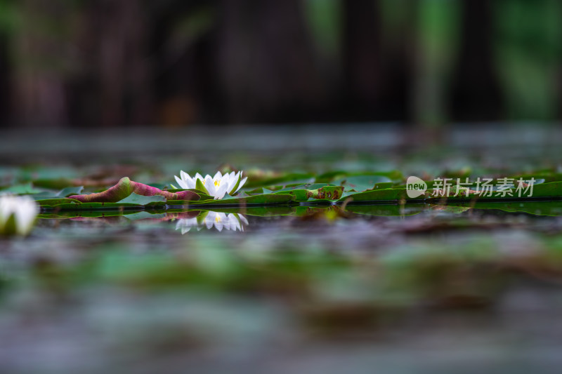 池塘中的荷花莲花