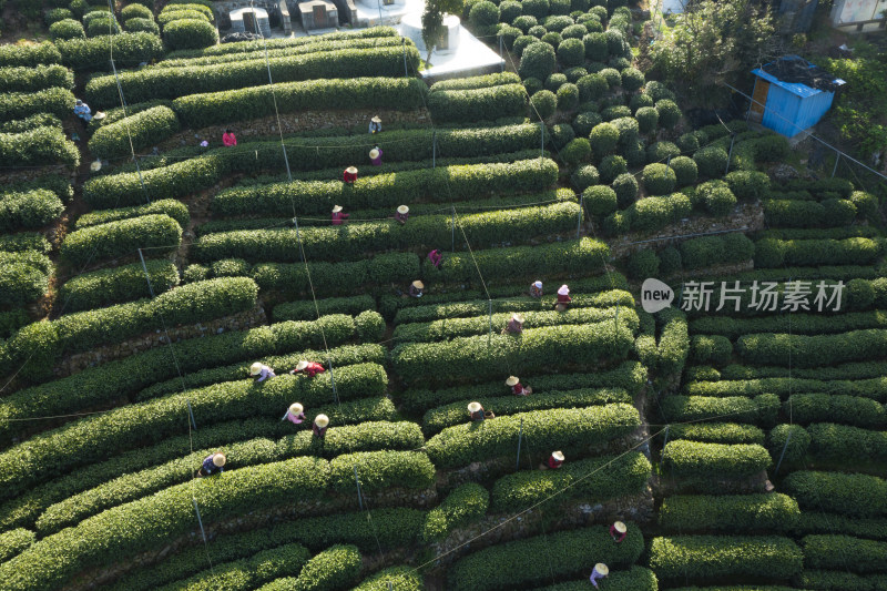 春天杭州西湖龙井茶园翁家山狮峰茶园