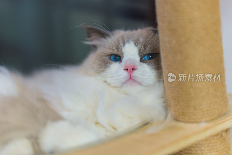 在猫爬架上休息的布偶猫