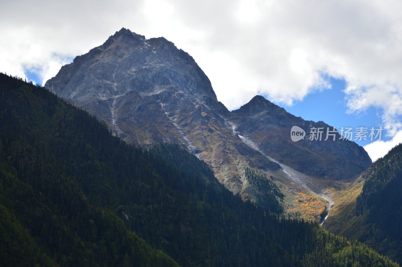 高原上的雪上绿树