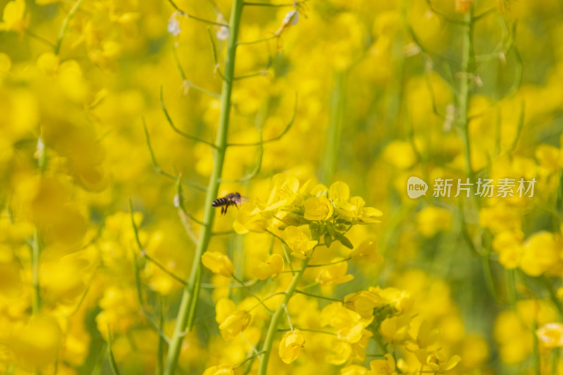 油菜花上采蜜蜜蜂特写镜头