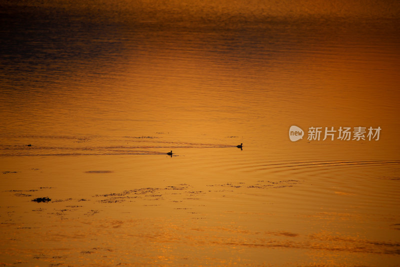 夕阳下水面上的鸟群晚霞