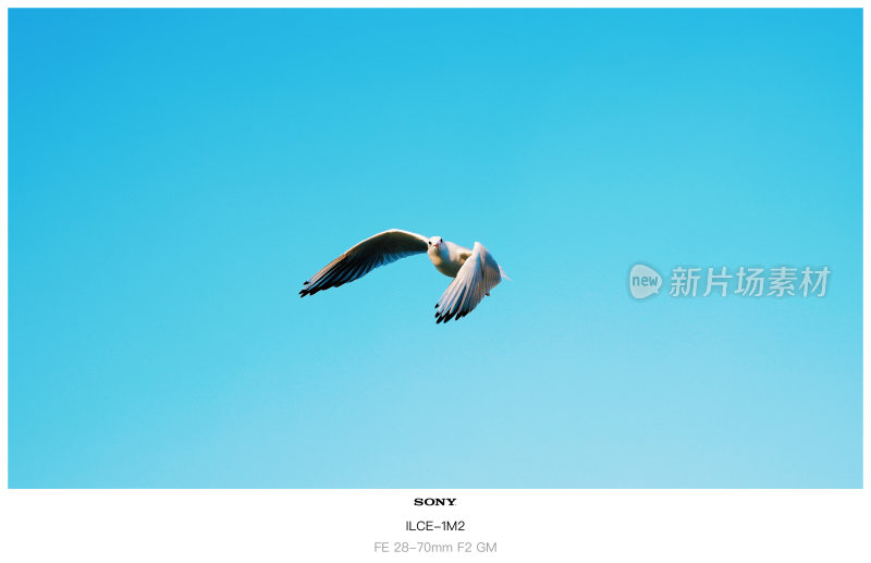 蓝天中飞翔的海鸥