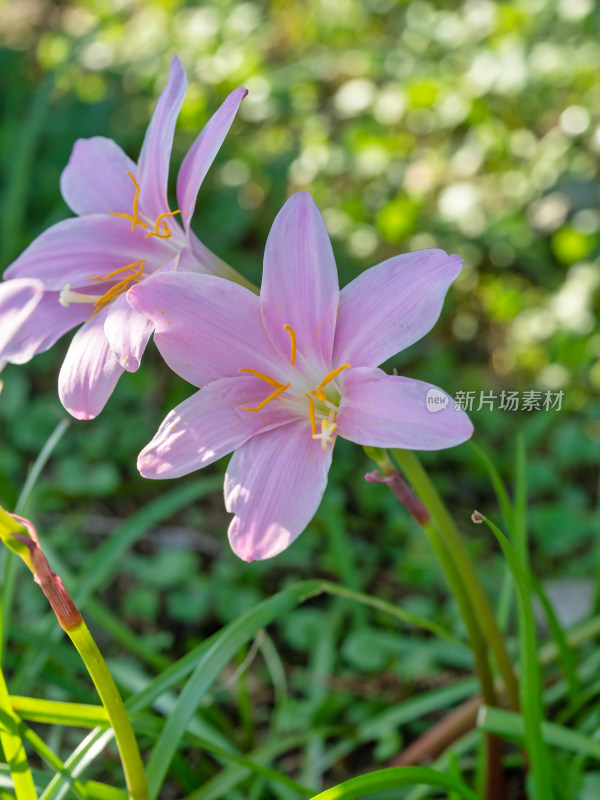 春天的韭莲开花