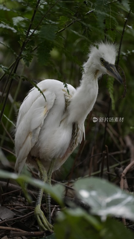 在望丛祠繁衍生息的池鹭