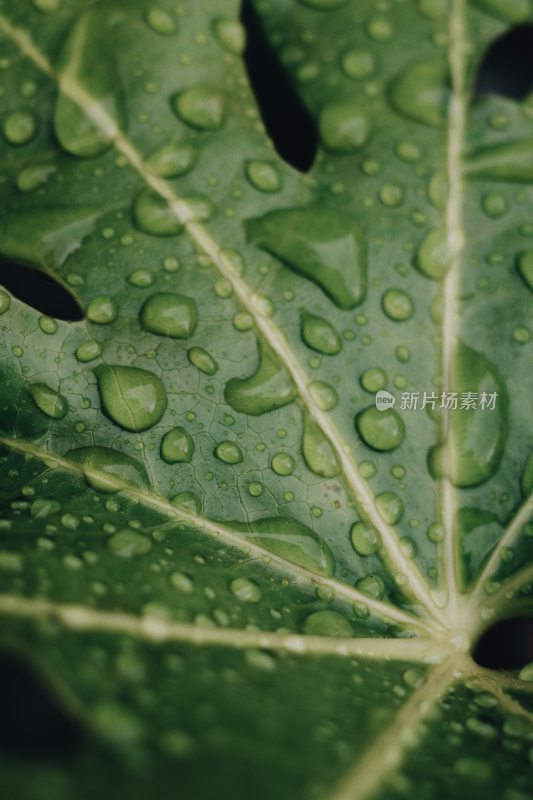 绿色植物 雨露