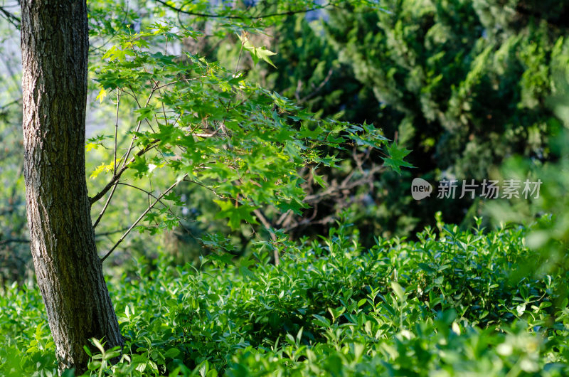 树林中枝叶繁茂的绿植景象