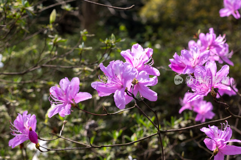 杭州植物园绽放的紫色杜鹃花