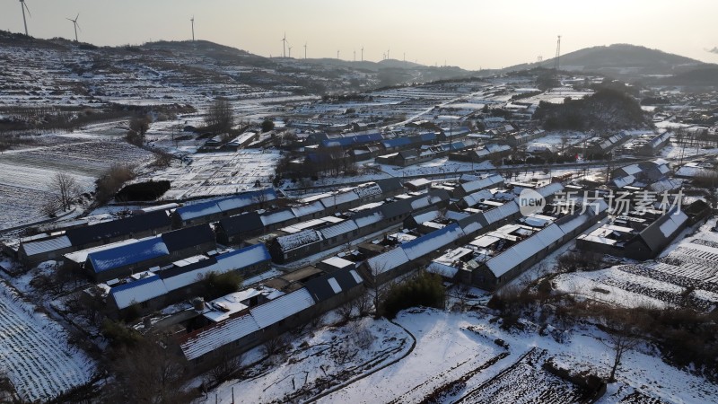 航拍威海市文登区瓦屋庄村百年银杏冬季雪景