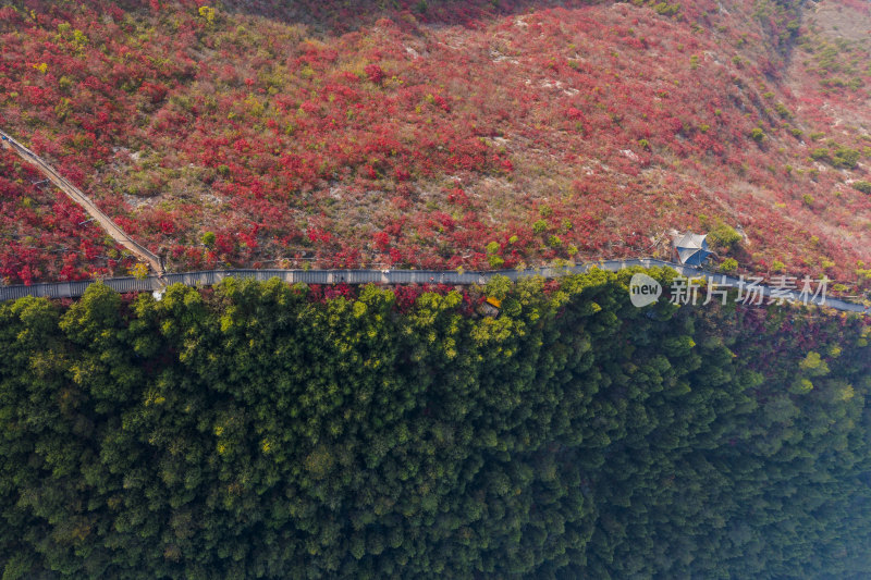 秋天巫山红叶与绿树的绝美分割线