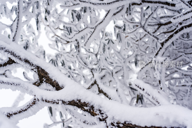 冬季大雪树木雾凇雪挂