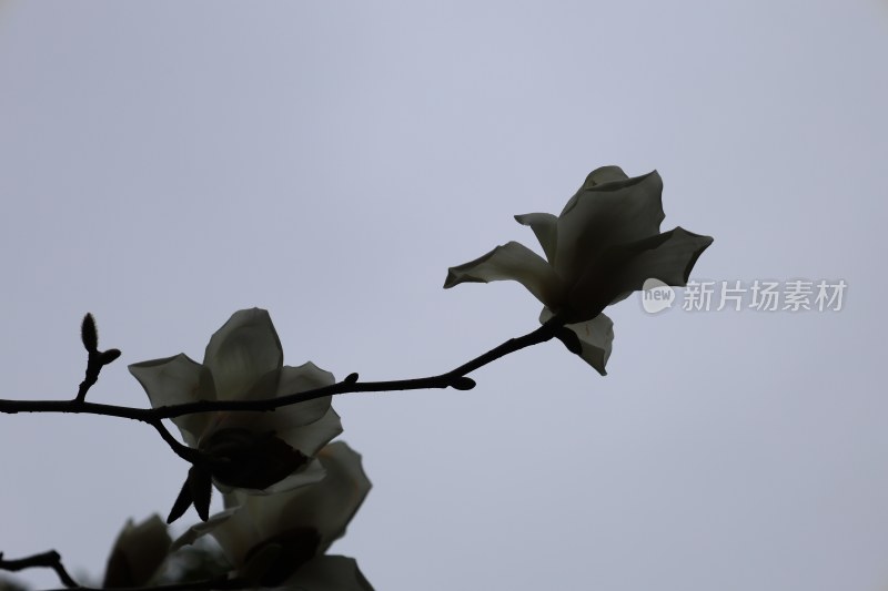 玉兰花枝特写