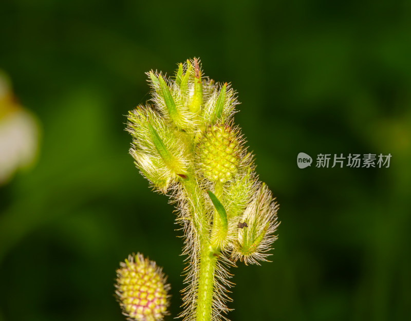 含羞草绒毛花苞特写