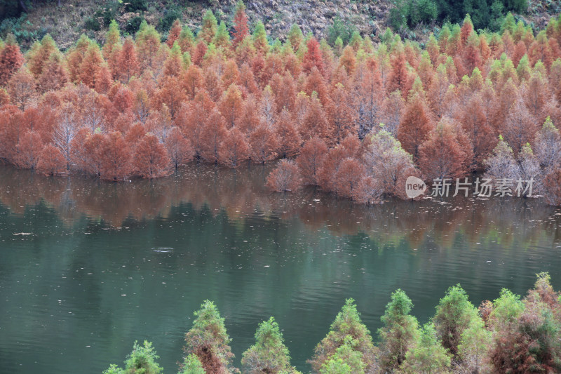 云南省寻甸县三月三水库水杉林