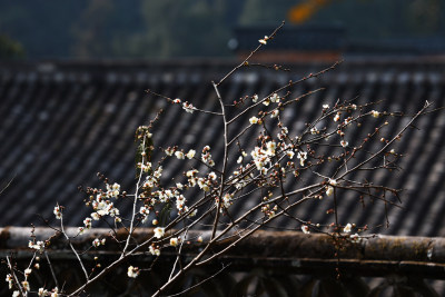 古建筑前绽放的白色花枝